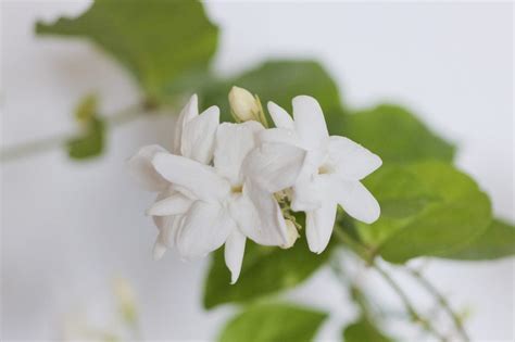 種茉莉花|茉莉花（マツリカ）とは？育て方・栽培方法